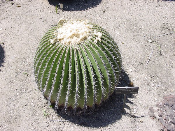 Echinocactus_platyacanthus_1